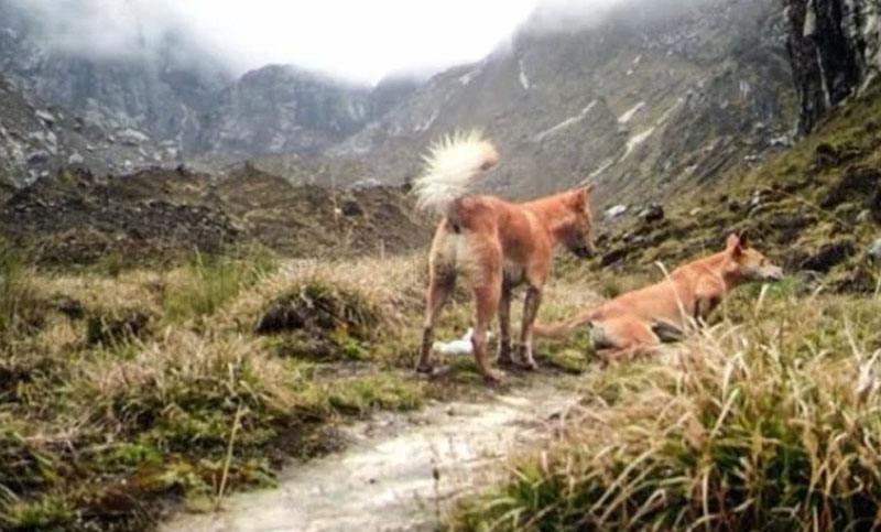 Encontraron con vida ejemplares de la raza de perros más antigua