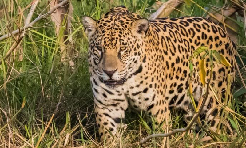 Reúnen a dos yaguaretés en El Impenetrable para preservar la especie