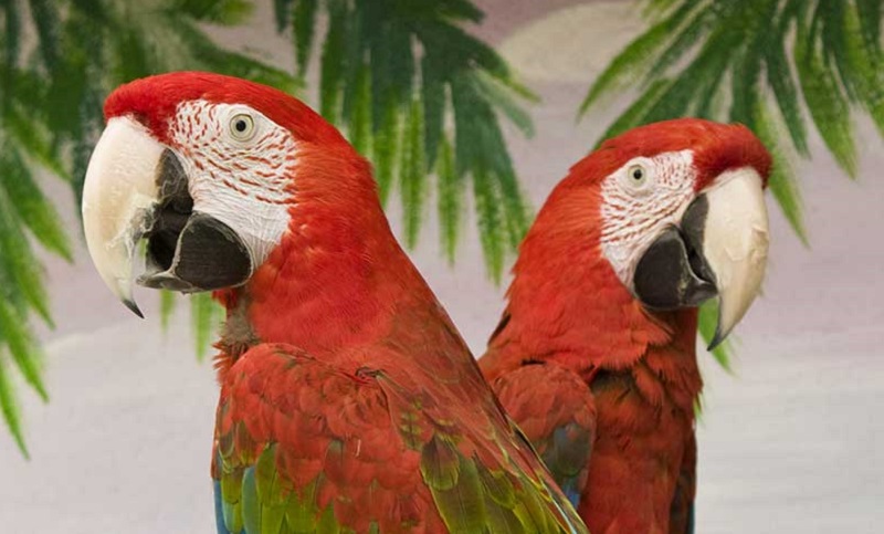 Nacieron tres guacamayos rojos en el Iberá, algo que no ocurría hace 150 años