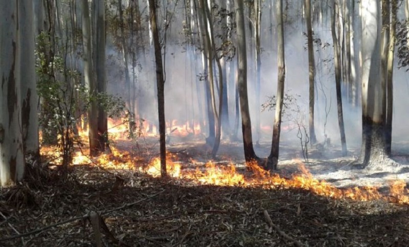 Por los incendios en Corrientes se perdió casi toda la fauna de un parque natural