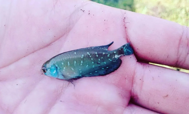 Sorpresa en el sur del Conurbano: hallaron peces que resisten sequías