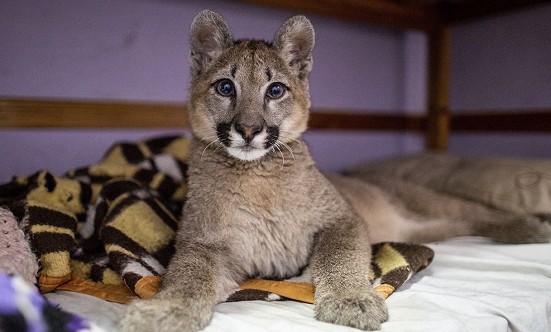 A un año del rescate de un puma, piden no domesticar animales silvestres