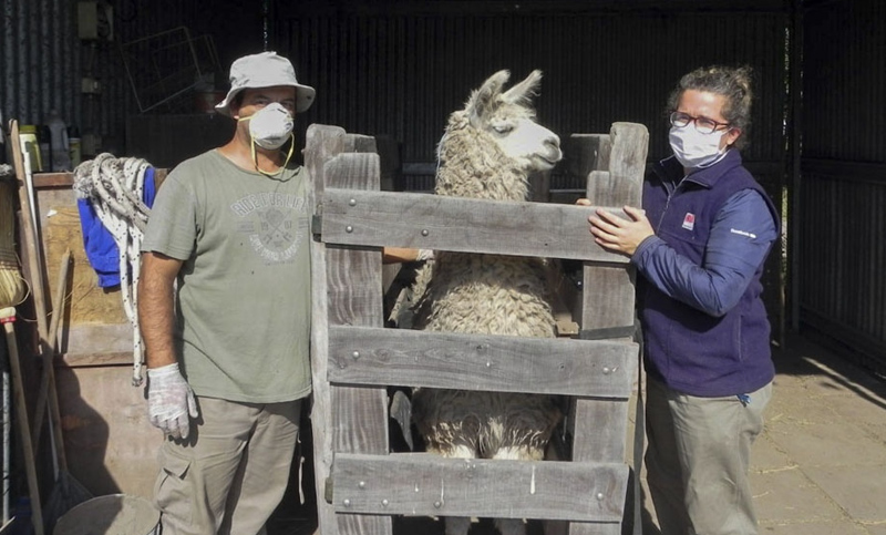 Investigadores argentinos neutralizan el Covid con anticuerpos derivados de llamas y huevos