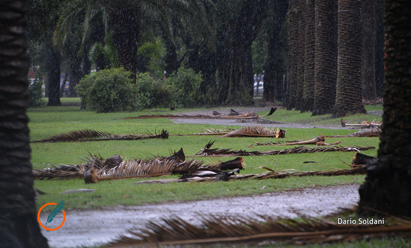 Post tormenta: árboles caídos, afectaciones a columnas, voladuras de chapas y anegamientos