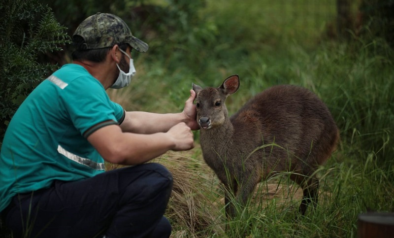 Más de 120 animales fueron rescatados en Entre Ríos y algunos volverán a su hábitat 