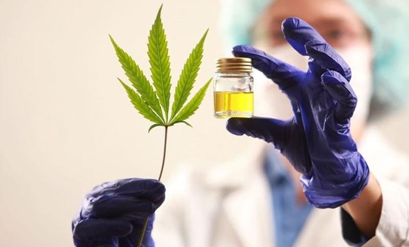 Garantizado: se reglamentó el acceso al cannabis para uso medicinal