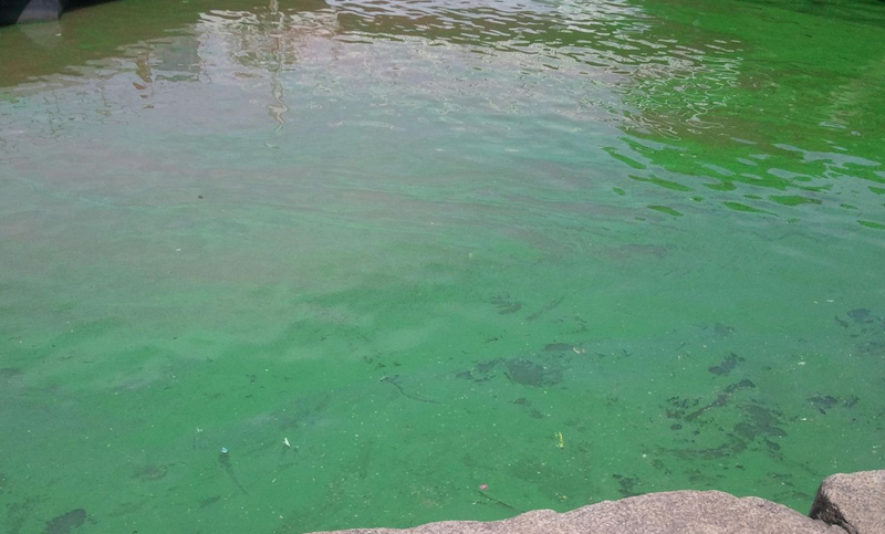 Advierten sobre bacteria que tiñe el río Paraná y puede afectar la salud