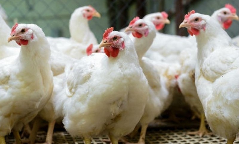 Países Bajos: sacrifican 190 mil gallinas y pollos por un foco de gripe aviar