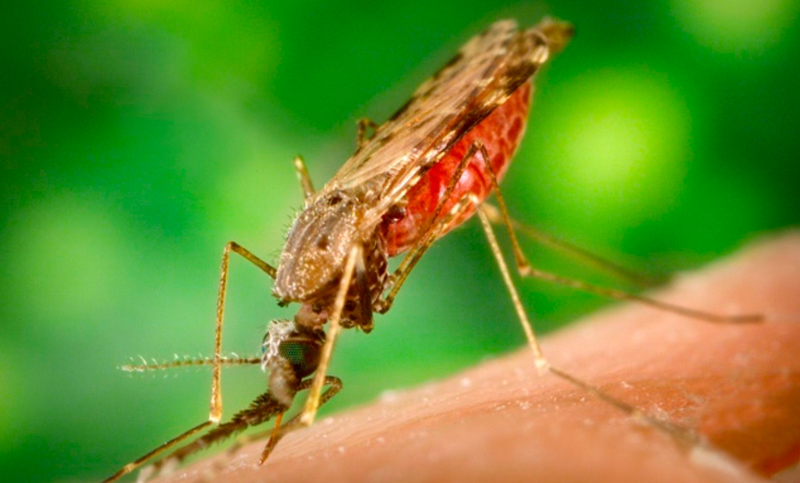 Los avances en la lucha contra la malaria se estancaron