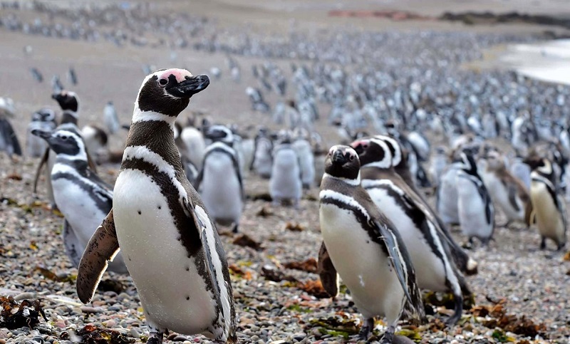 Aumentó la cantidad de pingüinos de Magallanes en Chubut