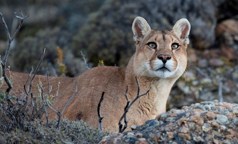 Encuentran un puma que había sido robado de la Estación de Animales de Berazategui