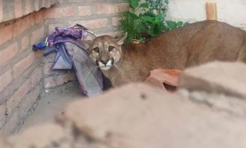 Un puma cachorro fue capturado cuando dormía en el ingreso de una vivienda