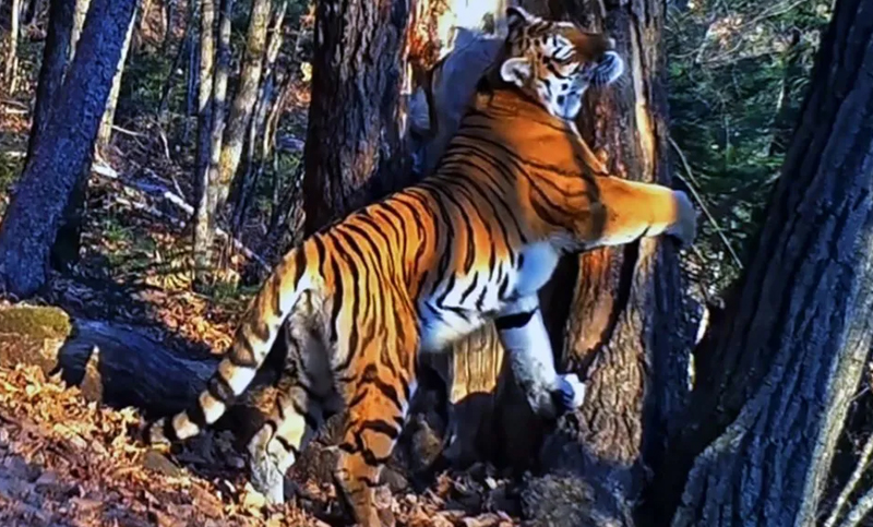La mejor fotografía de vida salvaje del 2020 tuvo a una tigresa de protagonista