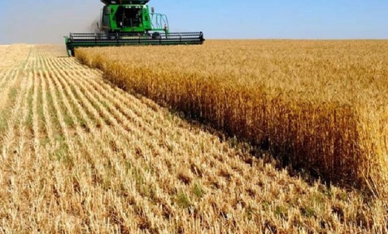 La falta de lluvias afectó al trigo, al girasol y al maíz en Santa Fe