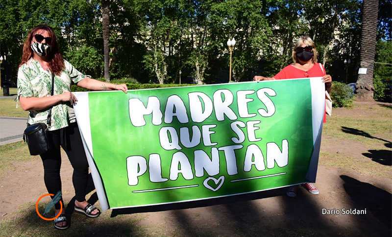 Exigen que el Senado provincial trate el autocultivo de cannabis con fines terapéuticos