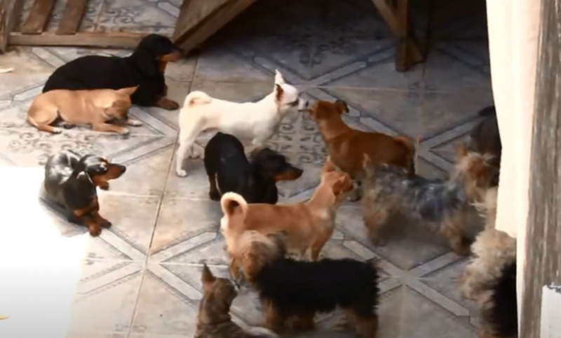 Los perros hallados en un criadero clandestino podrán ser adoptados