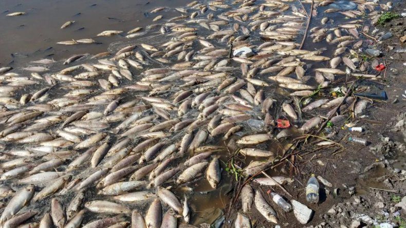 Sorprendente mortandad de peces en el río Salado en Santo Tomé