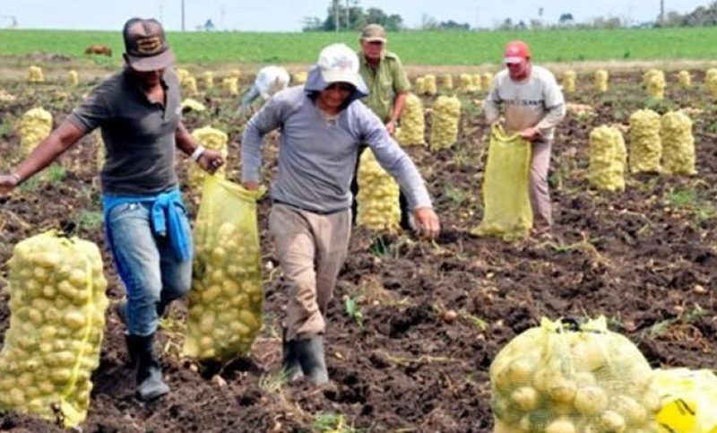 Economías regionales alertan por falta de mano de obra para las cosechas