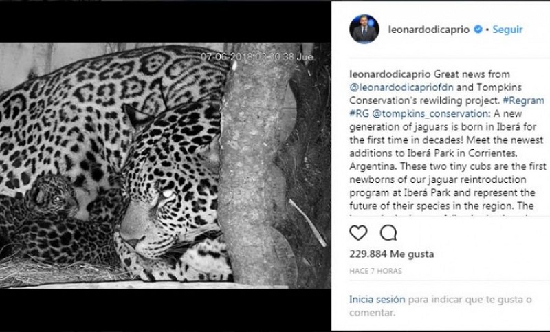 Leonardo DiCaprio felicitó a Argentina por la reintroducción del yaguareté en Corrientes