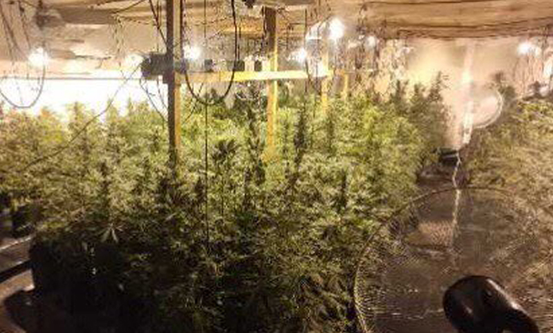Detuvieron a dos personas con una impresionante plantación de marihuana