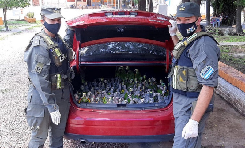 Rescatan a 216 loros que eran trasladados a San Lorenzo para ser vendidos ilegalmente