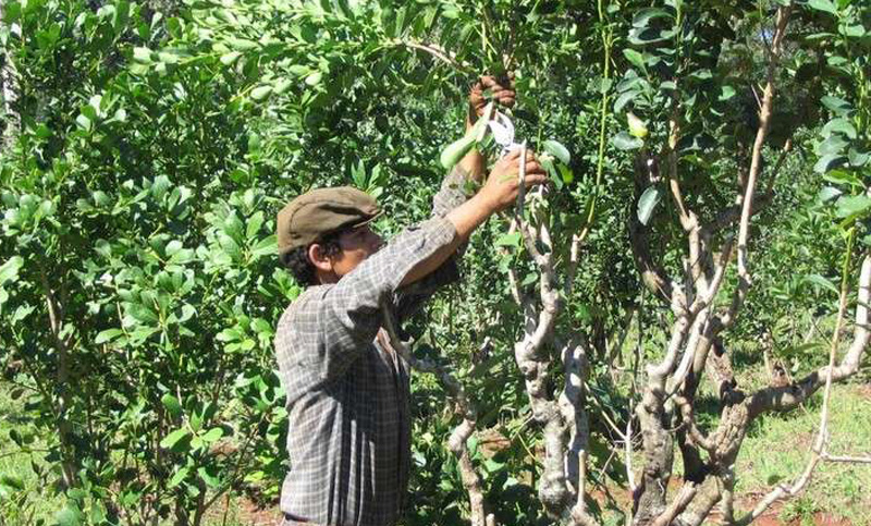 Afirman que el 35% de la yerba mate que se consume en el país se produce en Corrientes