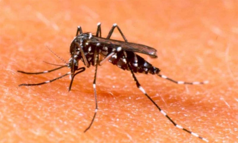 Confirmaron el primer caso importado de dengue en Rosario