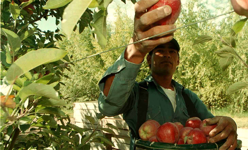 El Sindicato de la Fruta de Río Negro y Neuquén acordó un aumento de 40,5%