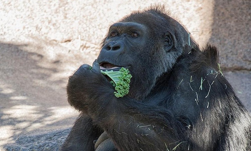 Dos gorilas dan positivo a covid-19 en el zoológico de San Diego