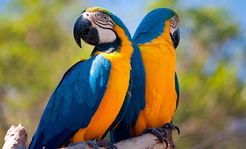 Nacieron dos guacamayos de una especie en peligro de extinción en el Bioparque platense