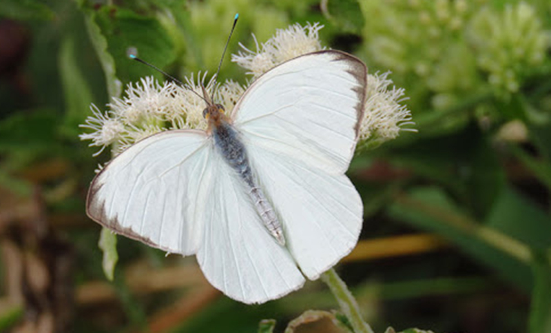 Las mariposas pirpintos, «un espectáculo natural» en el cielo santiagueño