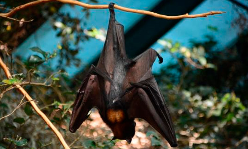 Nipah, otro virus con el murciélago como huésped natural