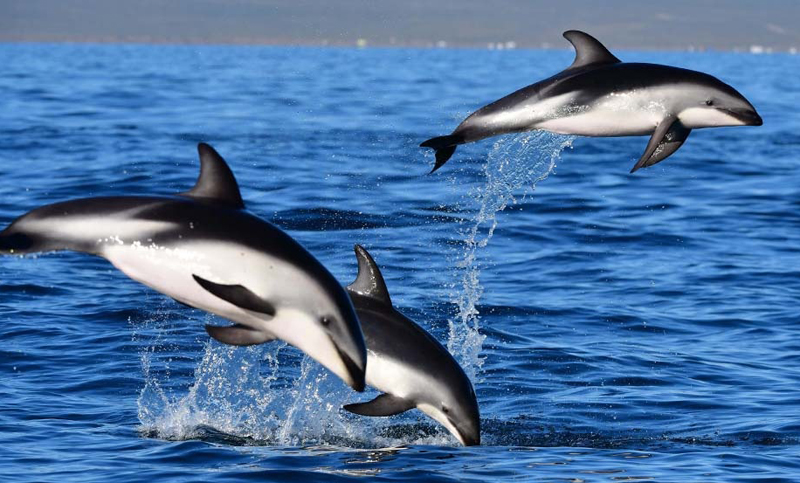 Los delfines deleitaron con sus piruetas a los turistas en Puerto Madryn