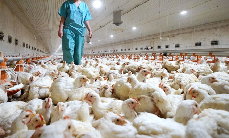 Rusia detectó la cepa H5N8 de gripe aviar en seres humanos