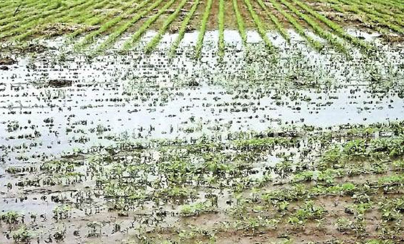 Las lluvias impidieron las actividades agrícolas en el centro y norte de Santa Fe