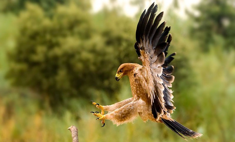 El impresionante recorrido de un águila durante toda su vida