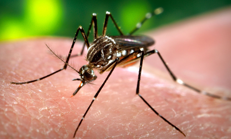Rosario, invadida por mosquitos: la Municipalidad lo adjudica al clima