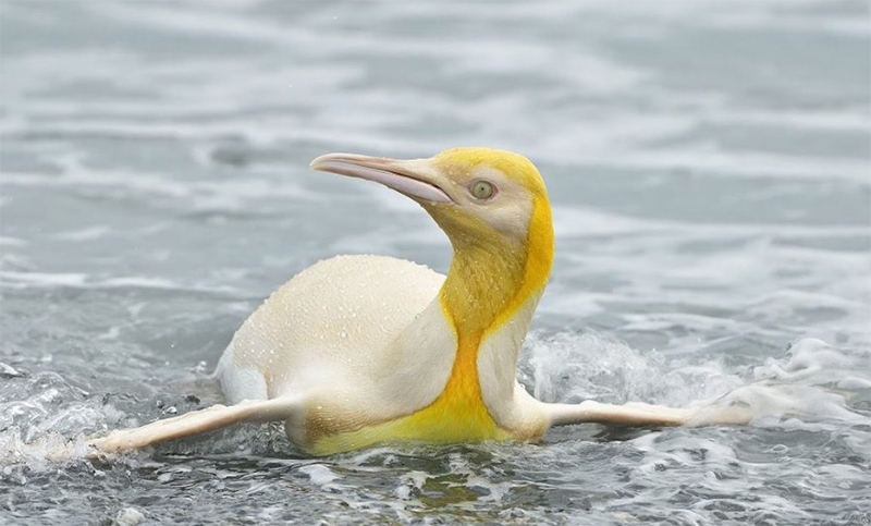 Logran fotografiar por primera vez un pingüino amarillo en las Islas Georgias