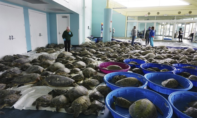 Rescatan miles de tortugas expuestas al frío en Texas