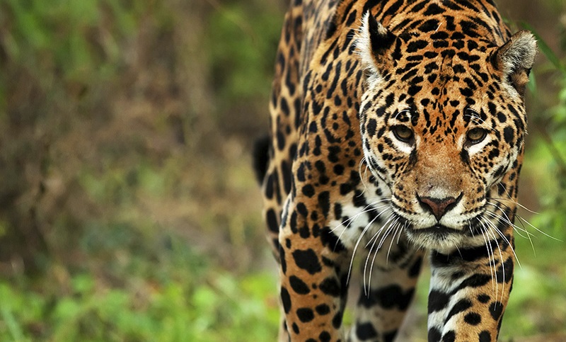 Registran el paso de un yaguareté en una reserva natural jujeña