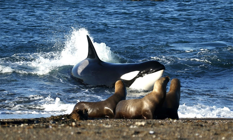 Anuncian el inicio de la temporada de orcas en Península Valdés para mediados de marzo