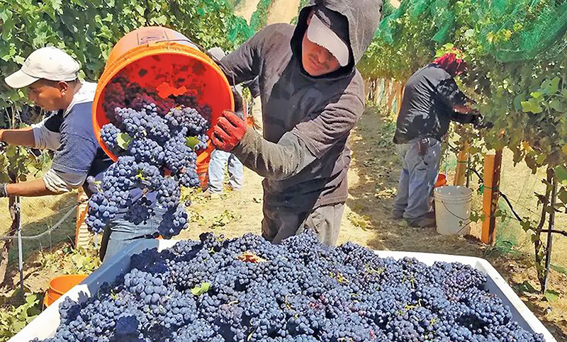 Los trabajadores vitivinícolas realizan un paro por 48 horas desde la 0 de este martes
