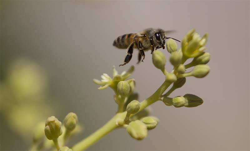 Investigadores filman por primera vez el funcionamiento interno completo de un panal de abejas