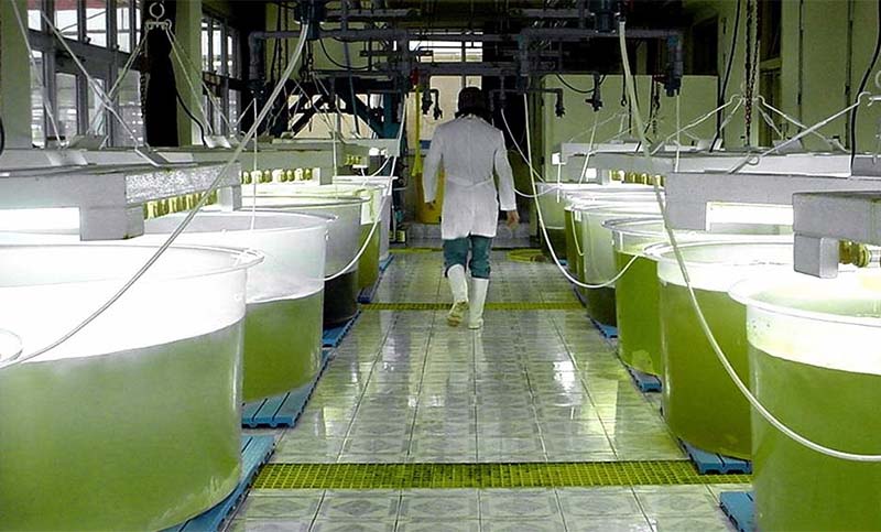 Empresarios de Córdoba, Entre Ríos y Santa Fe piden prórroga de la ley de biocombustibles