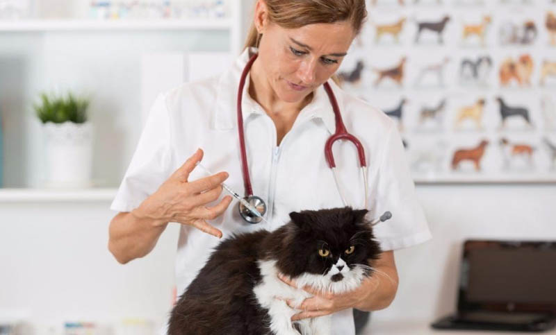 Advierten por cuadros graves en perros y gatos por coronavirus con la variante británica