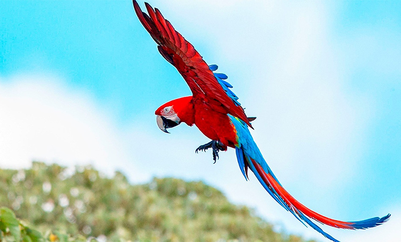 Los guacamayos rojos, una especie extinta hace más de 170 años, vuelven a volar en Corrientes