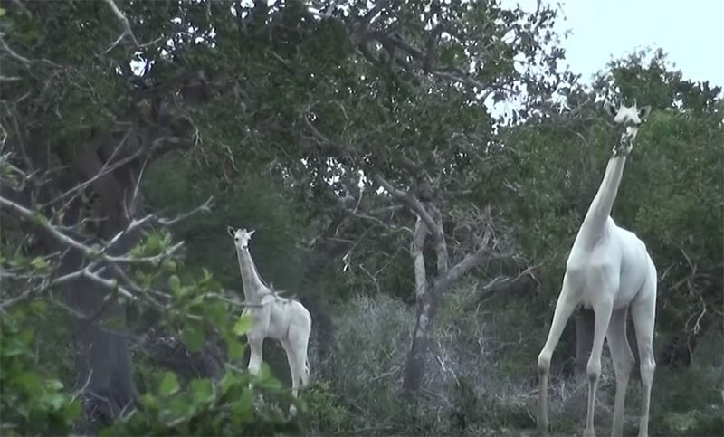 Matan a la última jirafa hembra blanca junto a su cría en una reserva de Kenia