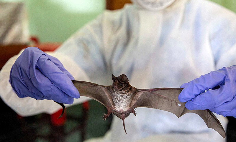 El informe de la OMS y China sostiene el origen animal del coronavirus