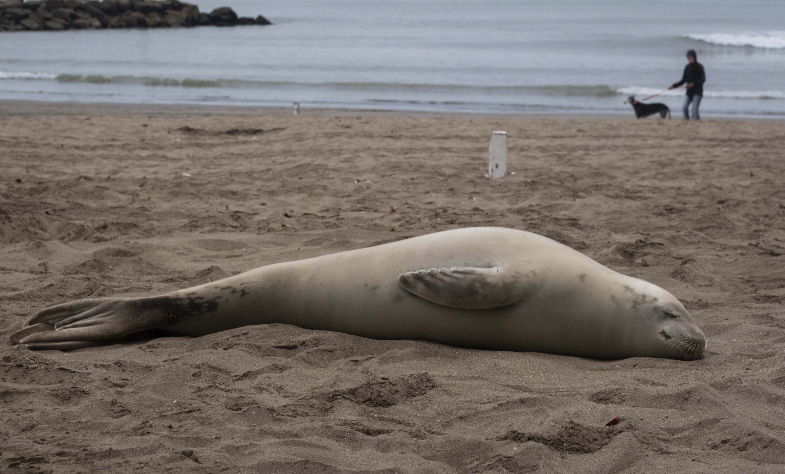 Una foca apareció en una playa marplatense y fue devuelta al mar
