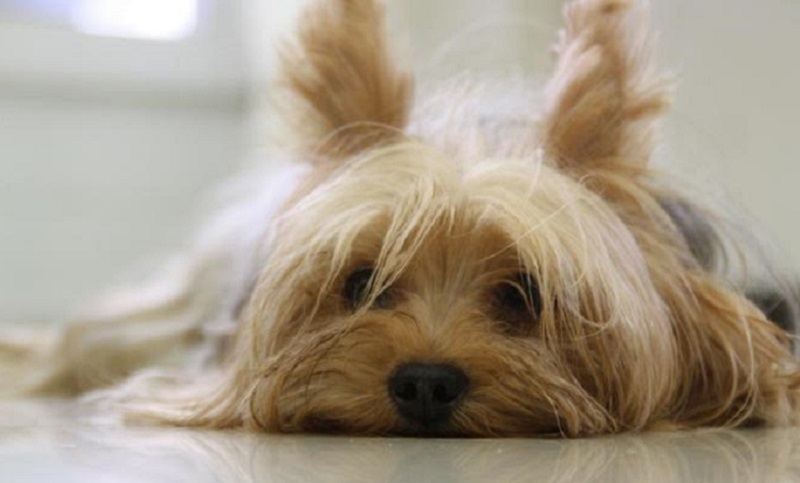 España: proponen la custodia compartida de las mascotas en caso de divorcio